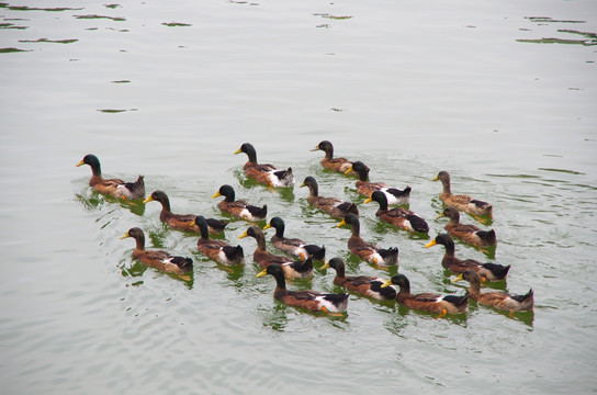池塘中一群鸭子 绿头鸭