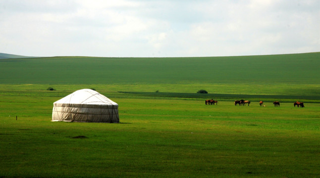 夏季草原 蒙古包 马群