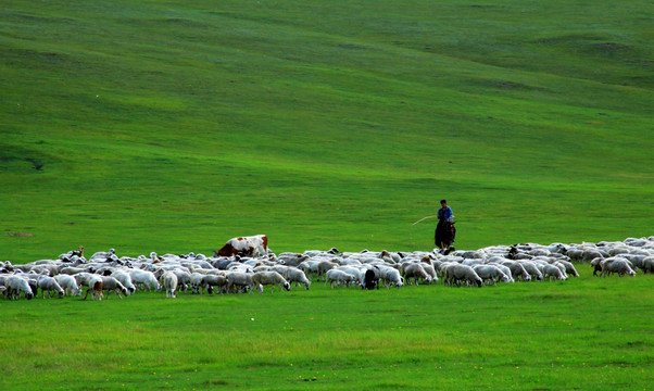 草原牧场的夏季 羊群