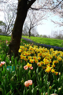 水仙花 花园