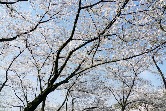 樱花 树