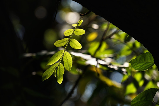 阳光 绿叶