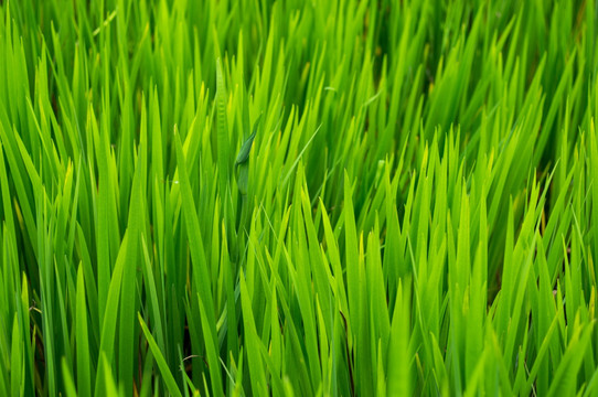 绿色 植物