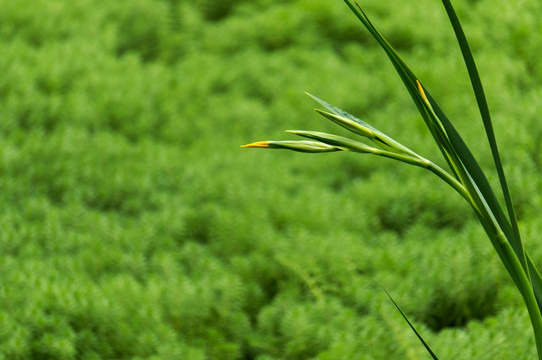 绿色 植物