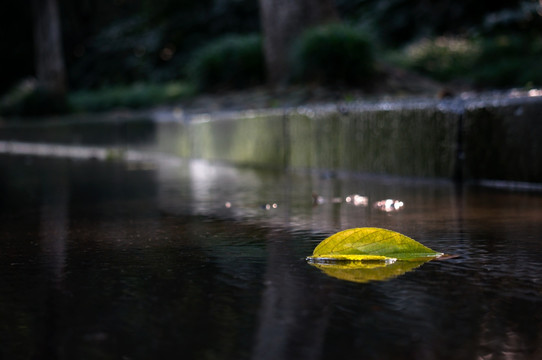 水上 落叶
