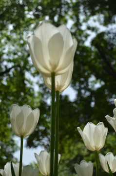 仰视的白色郁金香花
