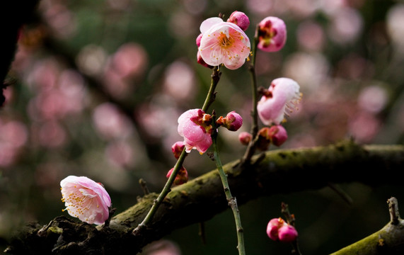 梅花 红梅花