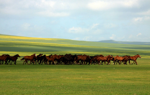 呼伦贝尔草原上奔跑的马群