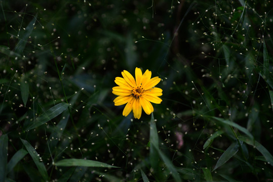 雏菊与星草