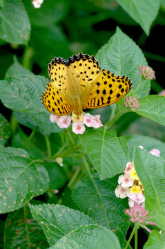 蝴蝶与花