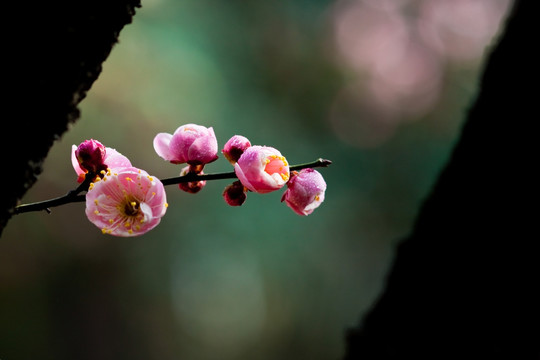 梅花 红梅花