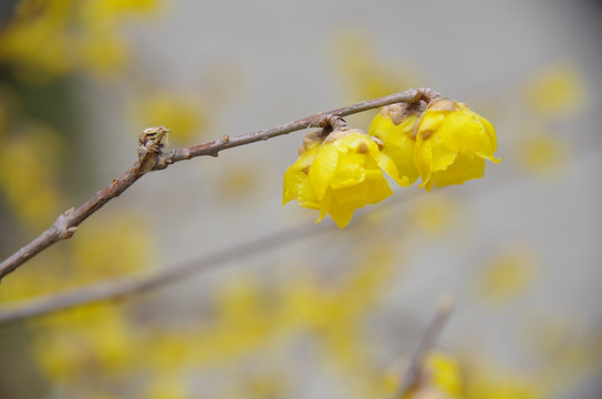 腊梅花