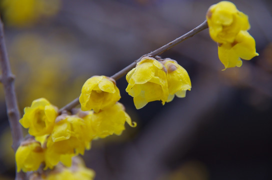 腊梅花