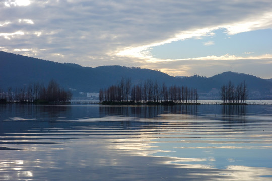 滇池湿地树影