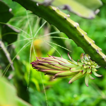 火龙果花