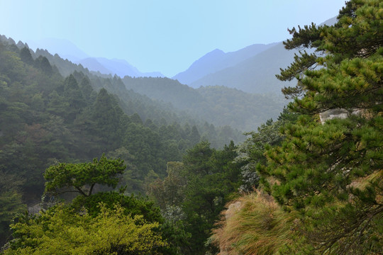 原始森林 松树林