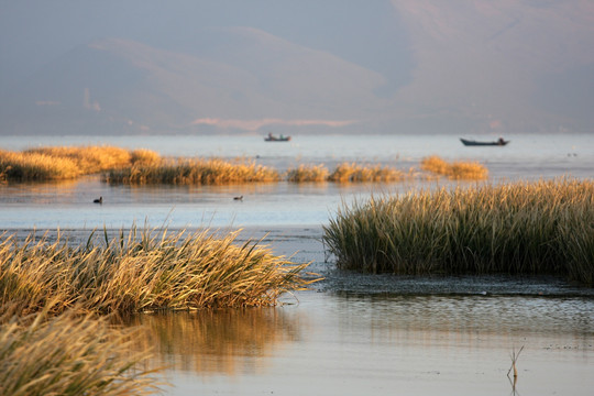 秋月洱海 芦苇湖之美