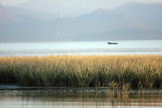 沼泽湖海中泊芦苇丛生 洱海