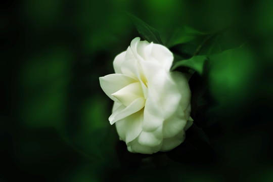 山茶花
