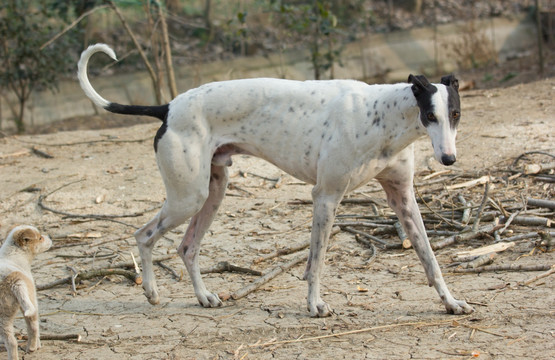 格力犬 灵缇犬