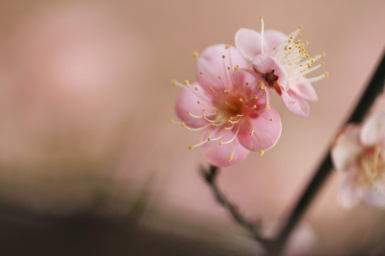 梅花 花卉