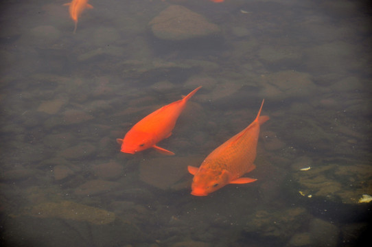 两尾红色鲤鱼