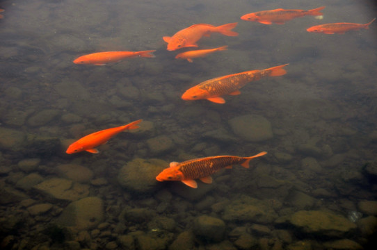一群红色鲤鱼