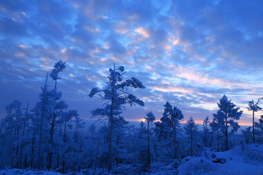 彩云雪林