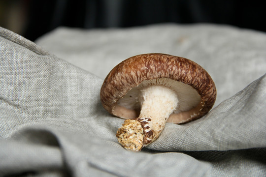 菌类香菇静物摄影