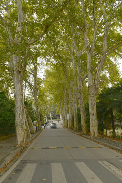 武汉大学 校园 林荫小道