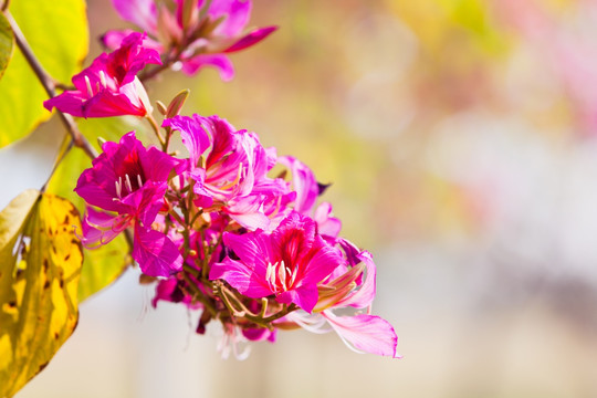 紫荆花 红花羊蹄甲