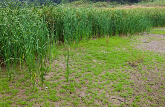 湿地 沼泽 蒲草