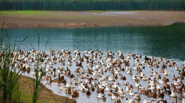 鸭子戏水 湖边的鸭子 鸭群