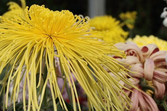 菊花 花卉