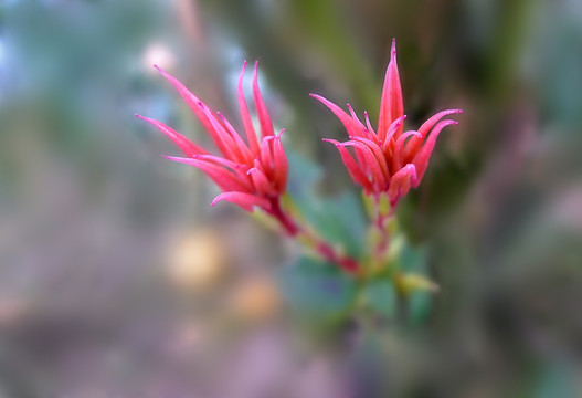 春芽