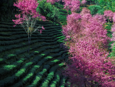 南涧无量山茶园