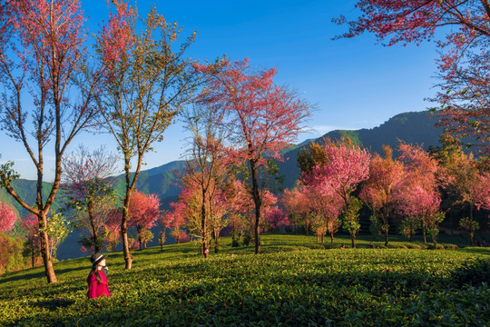 南涧无量山茶园