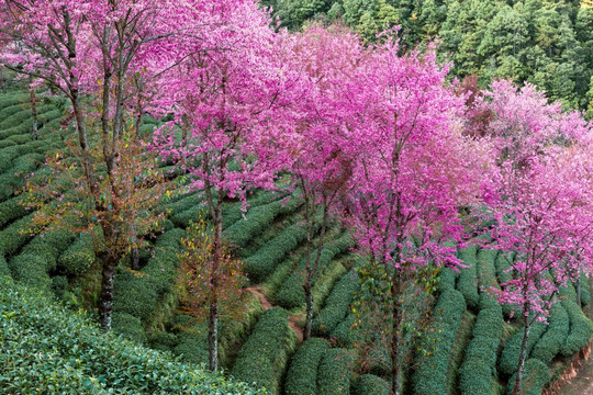 南涧无量山茶园