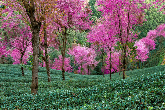 南涧无量山樱花谷