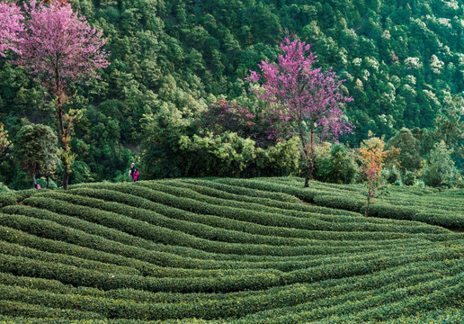 南涧无量山樱花