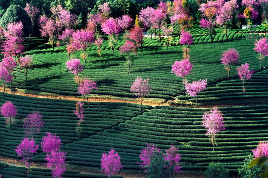 南涧无量山樱花