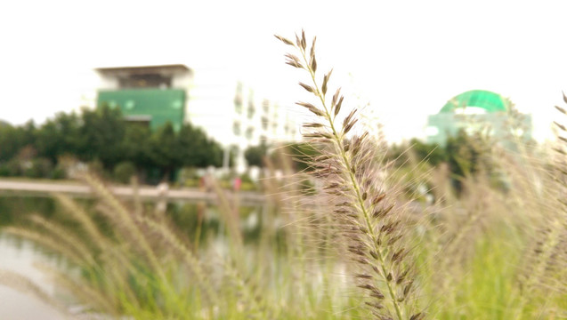 福建农林大学