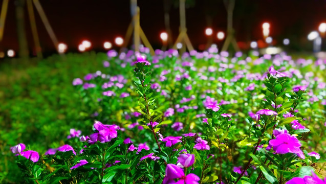 夜里的花