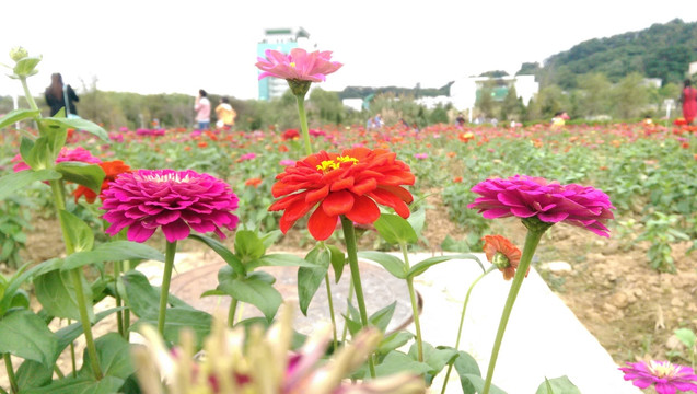 菊花