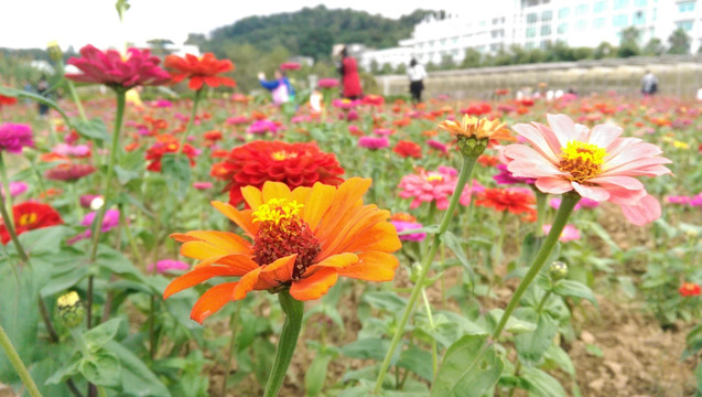 花卉