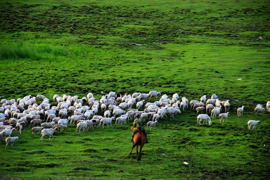 夏季草原放牧的羊群