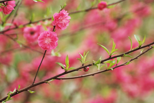 红色桃花