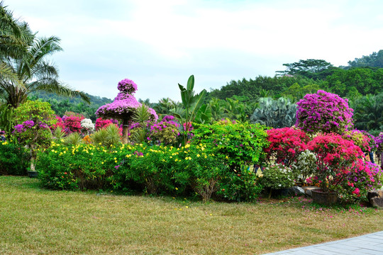 花 花圃