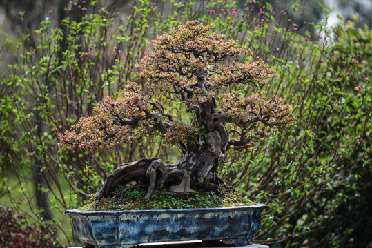 盆景树
