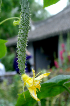 植物 蔬菜 黄瓜